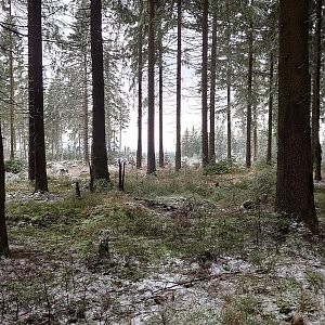 Nojby na vrcholu Kameniště (1.12.2022 12:31)