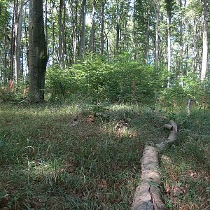 ZdenkaV na vrcholu Dobrá Leč (7.8.2024)