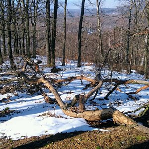 Torr na vrcholu Strážný vrch (3.3.2023 10:10)