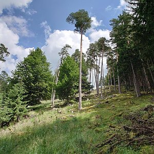 Nojby na vrcholu Paseka Z (10.7.2021 13:40)