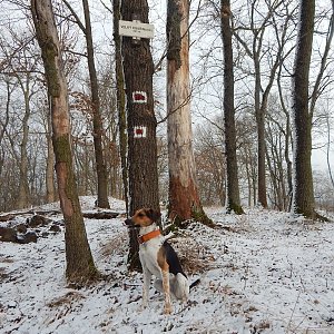 Figgo na vrcholu Velký Kouřim (26.2.2022 8:50)