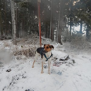 Figgo na vrcholu Dlažovská hůrka (8.1.2022 13:40)